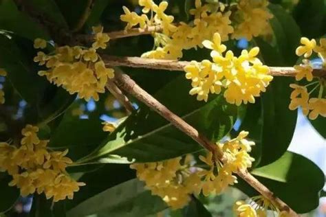 四季桂花風水|桂花树的风水象征与寓意（桂花树带来财运和吉祥的风。